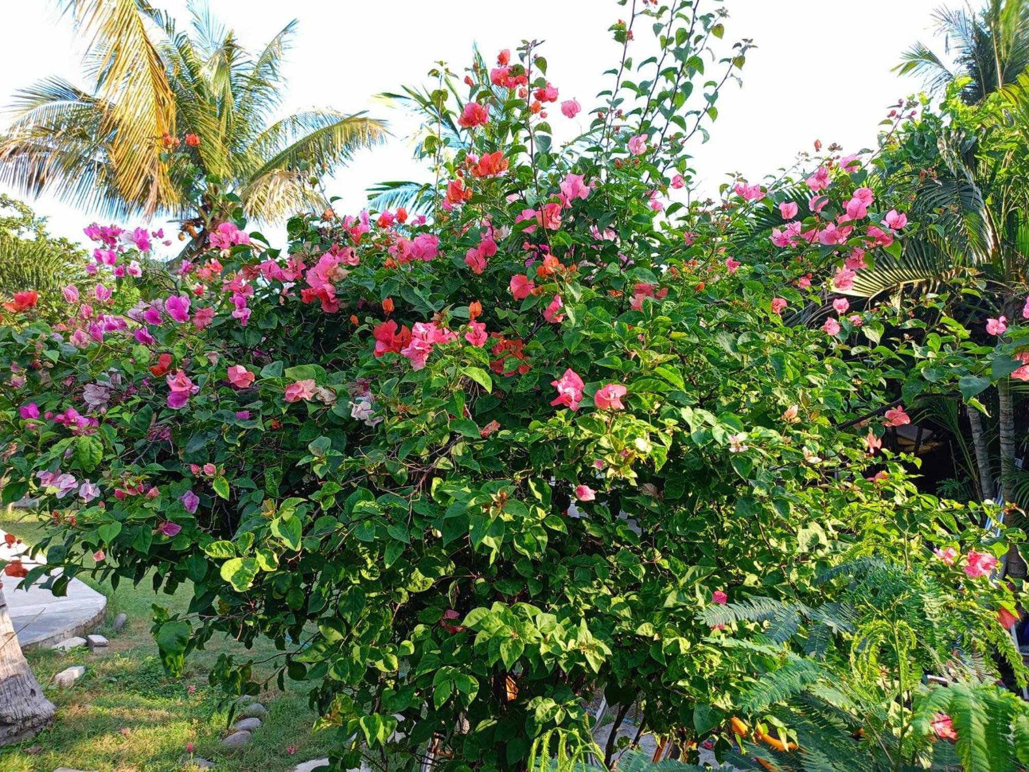 Bintang Tiga Bungalows غيلي آير المظهر الخارجي الصورة